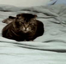 a cat is laying on a bed with a blanket