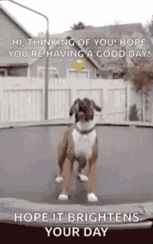 dog jumping hope it brightens your day happy trampoline