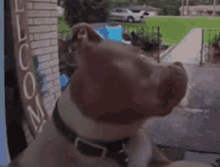 Dog Pitbull GIF - Dog Pitbull Camera GIFs