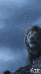 a lion is standing on a rock with its mouth open and the words tiktok inshot visible in the corner