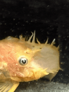a close up of a fish 's face with a black background
