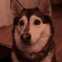 Dog Husky GIF - Dog Husky Treat GIFs