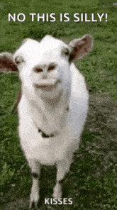 Funny Face Goats GIF - Funny Face Goats Kisses GIFs