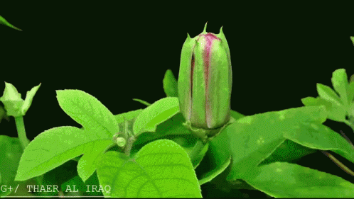 animated blooming flower gif