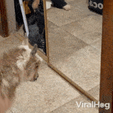 Ramming The Mirror Goat GIF - Ramming The Mirror Goat Viralhog GIFs