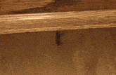 a bug is crawling on a wooden floor under a wooden shelf .