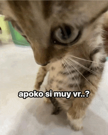 a close up of a cat 's face with the words apoko si muy vr .