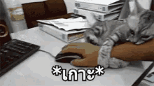 แมว เกาะแขน ไม่ให้ไป GIF - Cat Clinging Arm Hug GIFs