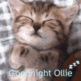 Goodnight Ollie Goodnight Cat GIF - Goodnight Ollie Goodnight Cat Cat Sleep GIFs