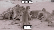 Event Is Fake Internal Shekel Service GIF - Event Is Fake Internal Shekel Service Monkey Fight GIFs