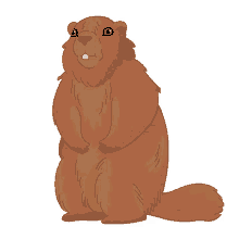 marmot olympic marmot