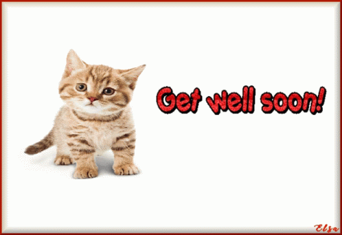 get well soon cute cat
