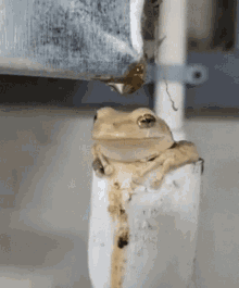 Frog Water GIF - Frog Water Drip GIFs