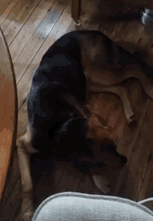 a german shepherd dog is laying on the floor next to a chair .