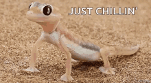Just Chilling Lizard GIF