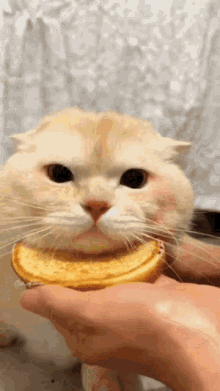 Hollyweencandy Burger Cat GIF