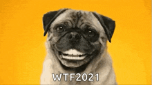 Teeth Funny Teeth GIF - Teeth Funny Teeth Pug GIFs