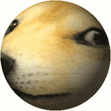 doge sphere spin rotate shiba
