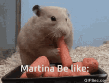 Martina GIF - Martina GIFs