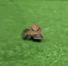 Platypus Perry GIF