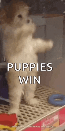 Poodle Dancing Dog Poodle GIF - Poodle Dancing Dog Poodle Dancing GIFs