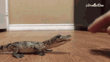 30croc alligator crocodile baby bite