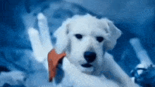 a white puppy is laying on a bed with a person 's hand reaching out towards it .