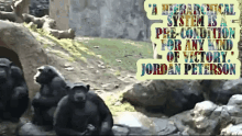Philosophy Monkey Wisdom GIF - Philosophy Monkey Wisdom Jordan Peterson GIFs