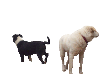 a black dog and a white dog standing next to each other on a white background