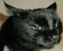 a close up of a black cat 's face with a very angry look on it 's face .