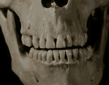 Skull Bones GIF - Skull Bones Chew GIFs