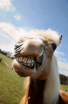 a close up of a horse making a funny face with its mouth open in a field .