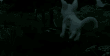 a white dog is running through a dark field