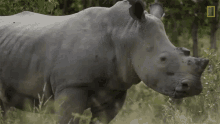 chewing meet six rescued rhinos that survived poaching turning head rhino yes