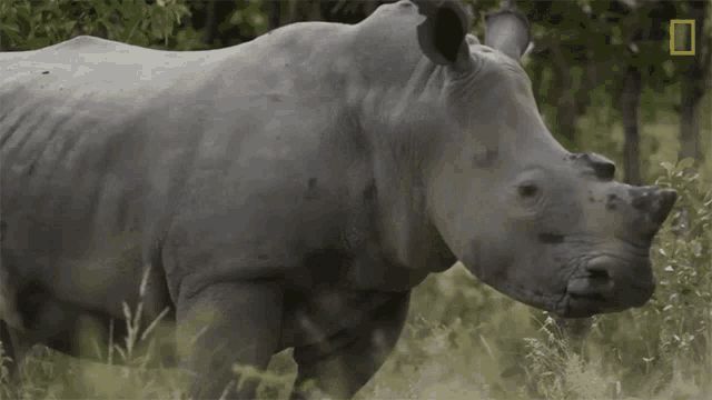 Chewing Meet Six Rescued Rhinos That Survived Poaching GIF - Chewing Meet Six Rescued Rhinos That Survived Poaching Turning Head GIFs