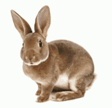 Rabbit Bunny GIF