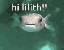 Fish Puffer Fish GIF - Fish Puffer Fish Lilith GIFs