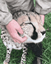 a person is petting a cheetah 's head in the grass