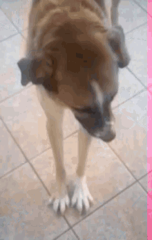 a dog is standing on a tiled floor and looking at the camera