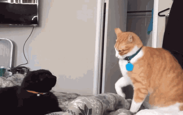Angry Cat Mad GIF - Angry Cat Mad More Treats - Discover & Share GIFs