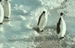 Penguin Faceplant GIF - Penguin Slap Facedown GIFs