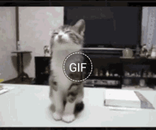 Funny Sleep GIF - Funny Sleep Cat GIFs