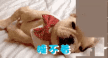a dog wearing a red bow tie is laying on its back