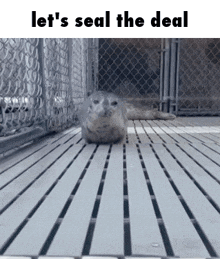 Seal Seal The Deal GIF