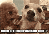 Warmane Dog GIF