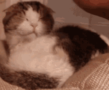 a brown and white cat is sleeping on a blanket with its eyes closed .