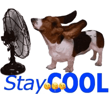 a basset hound is standing in front of a fan with the words stay cool below it .