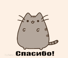 спасибо пушим милый кот котик GIF - Spasibo Pushen Milo GIFs