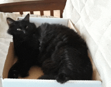 a black cat laying in a cardboard box