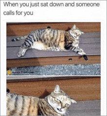 Cat Meme GIF - Cat Meme When You GIFs